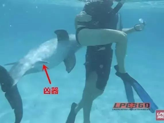 动物交，配时间表，最短0.3秒，最长的竟然是……