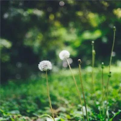 花无名分胜名花野陌荒坡艳似霞，莫笑卑微白头叟，心怀梦想走天涯