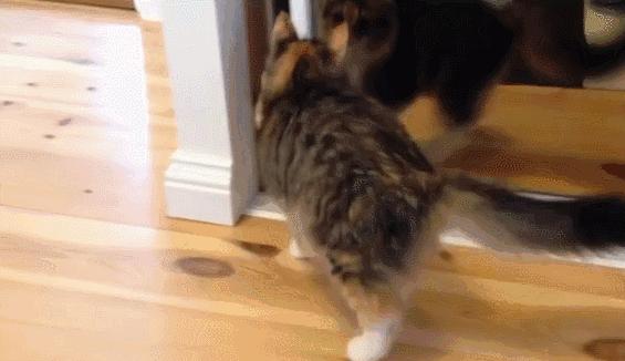 怎样测试猫咪的智商低还是高,如何测试猫咪的智商高不高