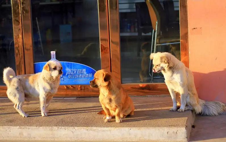 母狗为了保护幼崽视频,母爱如山为了孩子可以付出多少