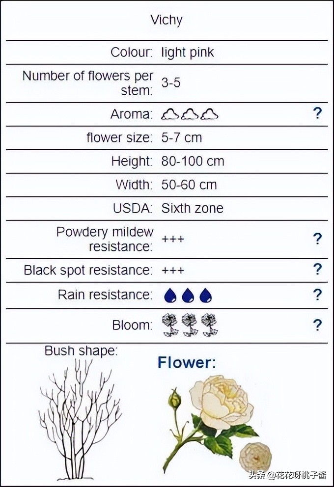 花期特别短暂开放好看的粉色月季,粉色可爱融化你的少女心月季