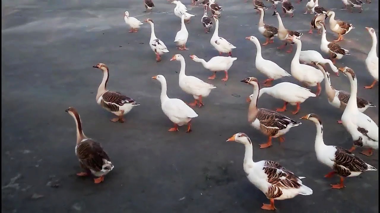 鹅被灌酒飞走,大鹅被灌酒后飞走