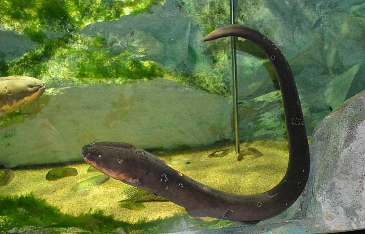 鳄鱼袭击电鳗打法视频,鳄鱼袭击鳗鱼