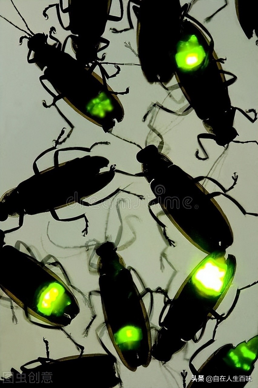 农村常见的虫子各叫什么名字,农村房子里面常见的虫子有哪些