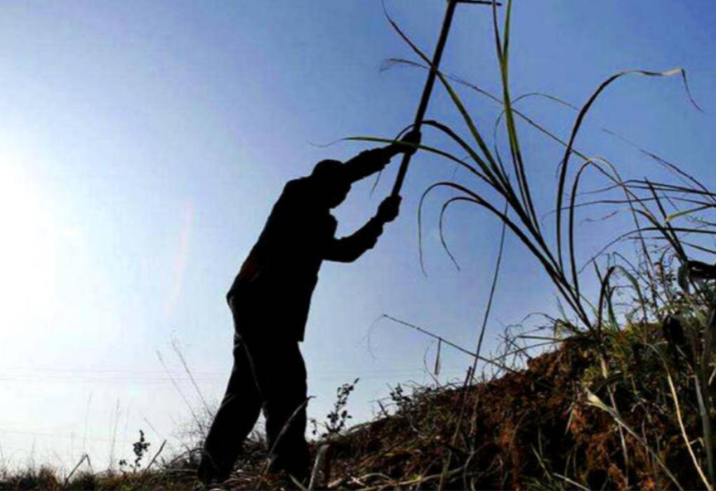妹妹和姐夫一起睡，姐姐无奈睡一起，老丈人得知报复上门女婿
