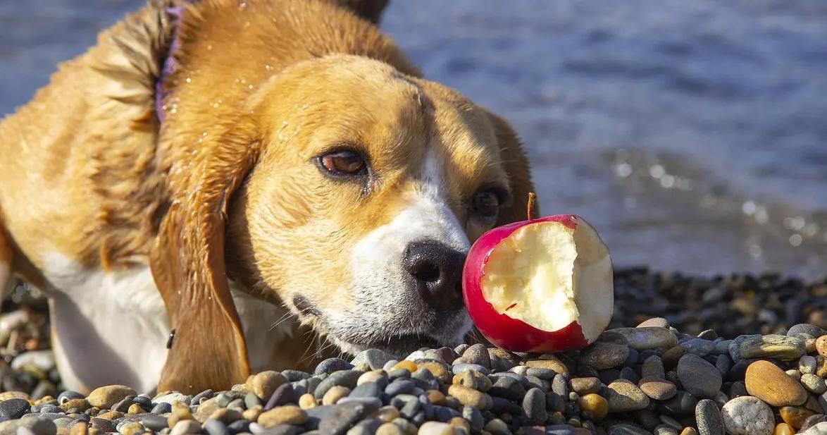 狗狗防癌的最佳方法,想要狗狗健康长寿这些食物少不了