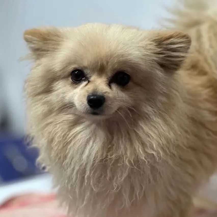 「宠物领养FreeAdopt」萌宠新生大聚会~哪位宝贝是你的最爱？