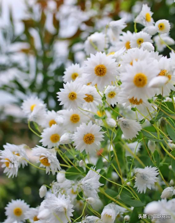 永生花的最大特点是鲜活清新靓丽,哪些永生花四季开花