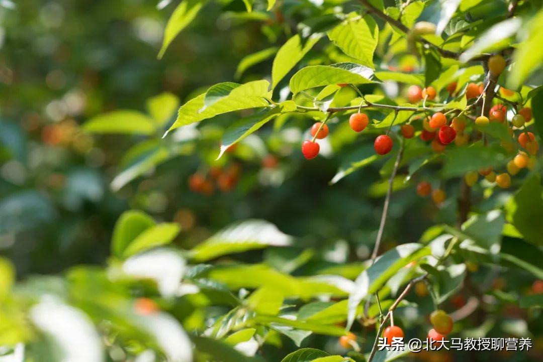 车厘子和樱桃有什么不同,车厘子和樱桃开的花有何不同