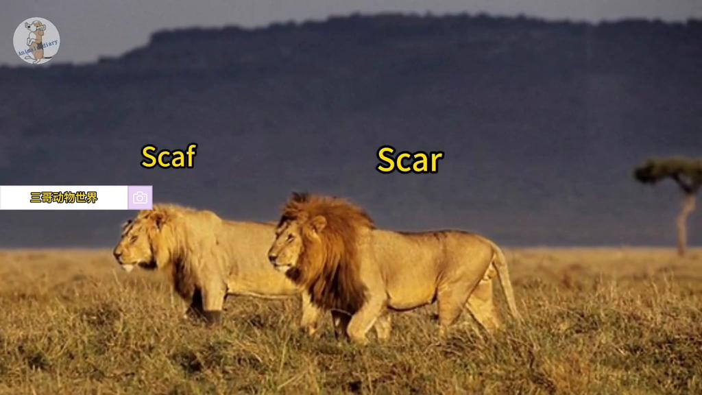 狮王乐高被咬断狮子脊柱,乐高狮王和鳄鱼王