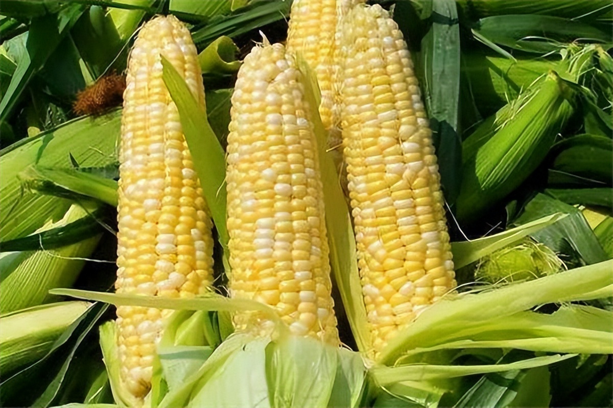甜玉米糯玉米哪个适合糖尿病人吃,妊娠期糖尿病甜玉米还是糯玉米