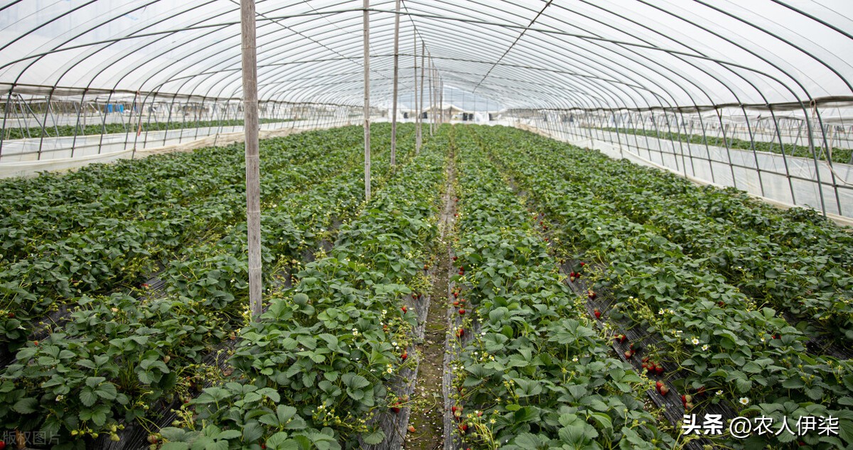 怎样辨别磷酸二氢钾的真假,小妙招教你鉴别磷酸二氢钾