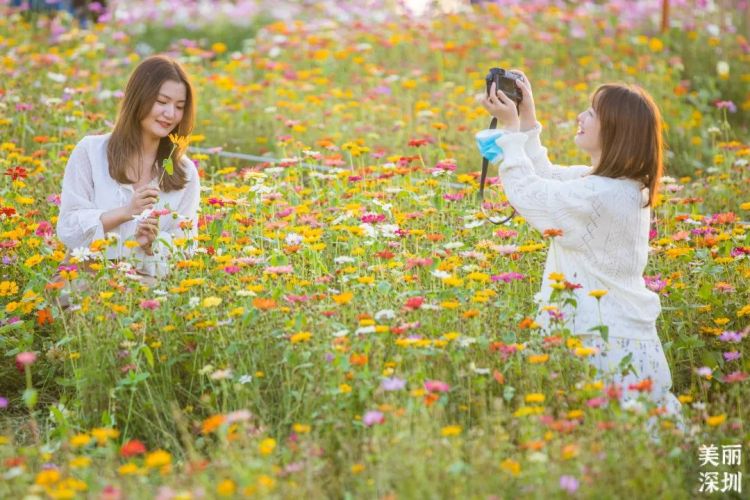 深圳公园的故事｜先锋实践，甜蜜家园——香蜜公园