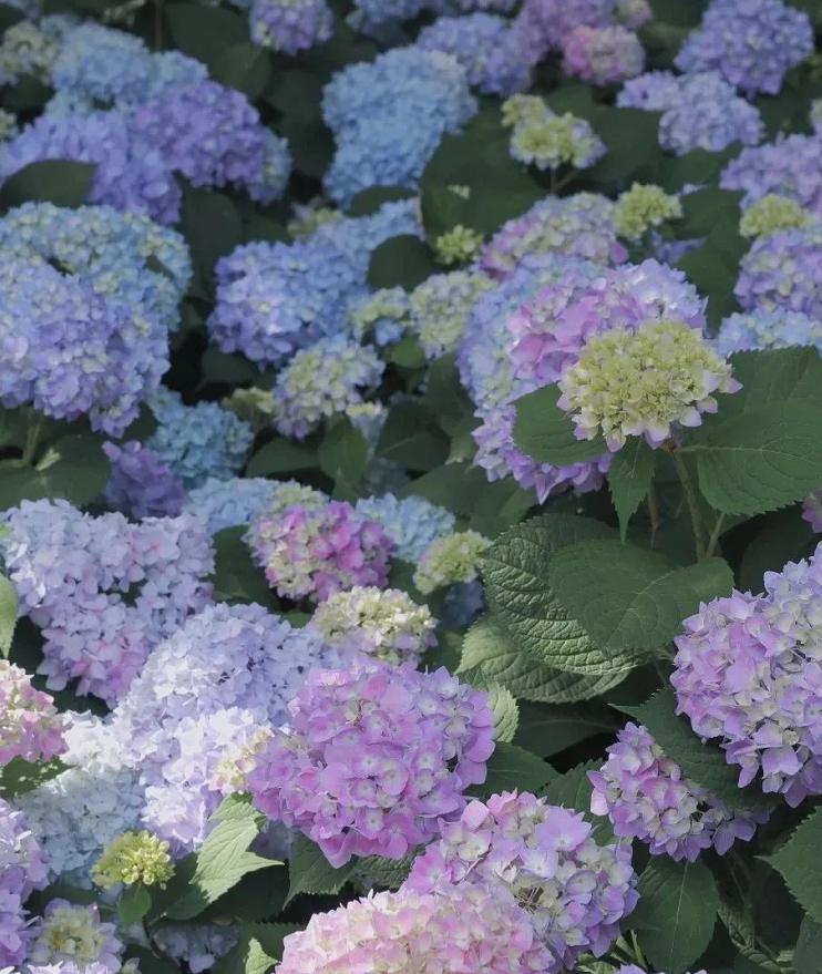 昆明网红绣球花打卡地现在还有吗,昆明绣球花观赏地推荐