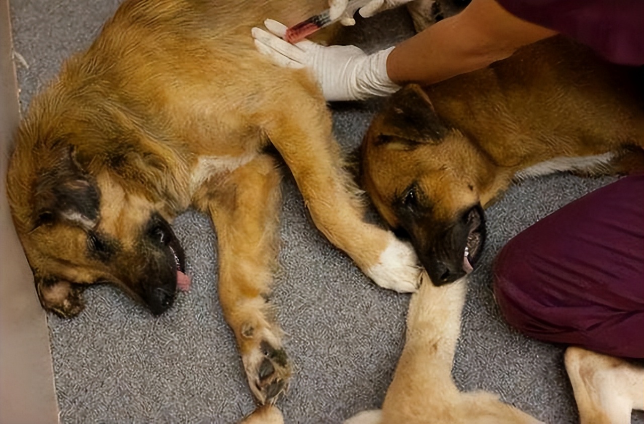 宠物店卖不了的狗去哪了,宠物店卖狗归哪个部门处理