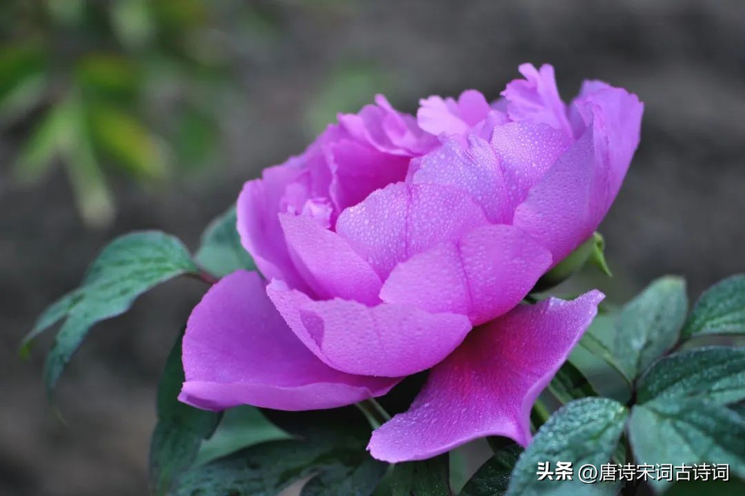 光艳动天下的何止安乐公主