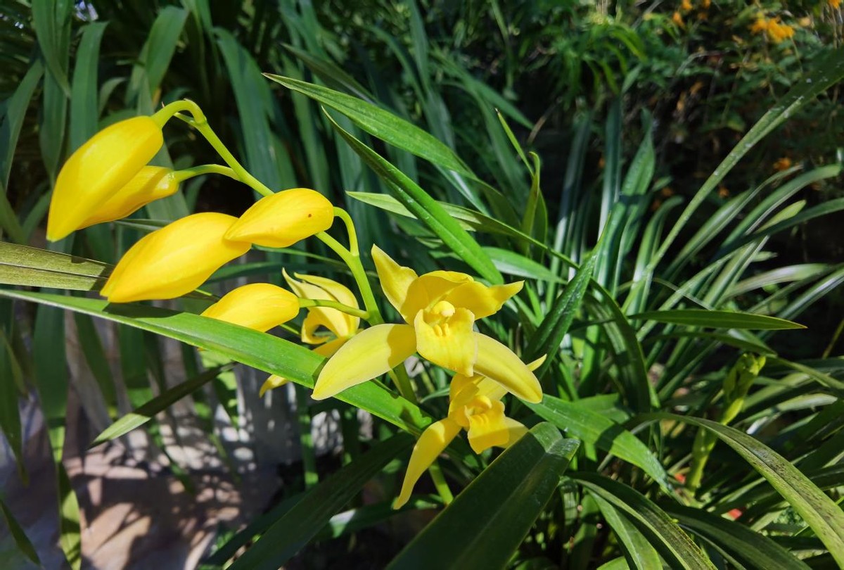 广西花卉苗木交易会,广西花卉基地招商