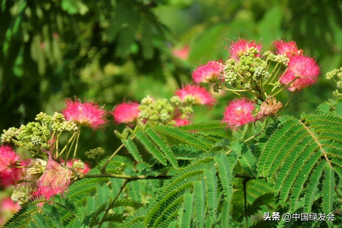 *欢合**：亭亭如盖，花影参差|绿会保护地科普