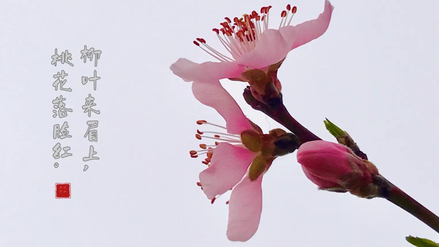 桃花的寓意是什么,桃花的诗句唯美句子