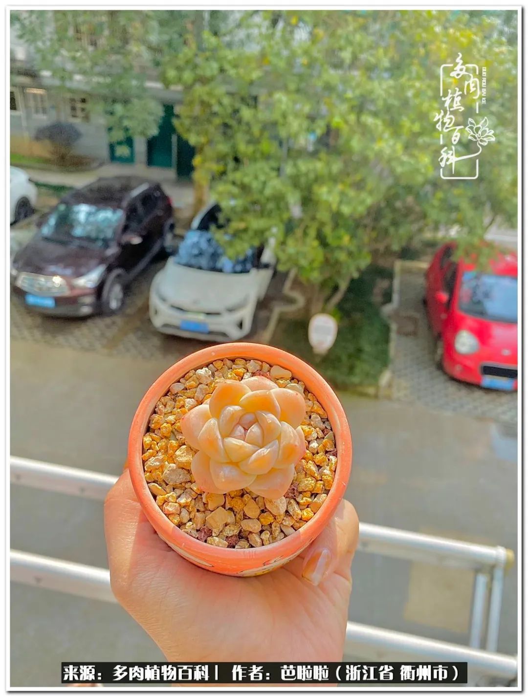 超级能治愈心情的多肉,治愈心灵的彩色植物