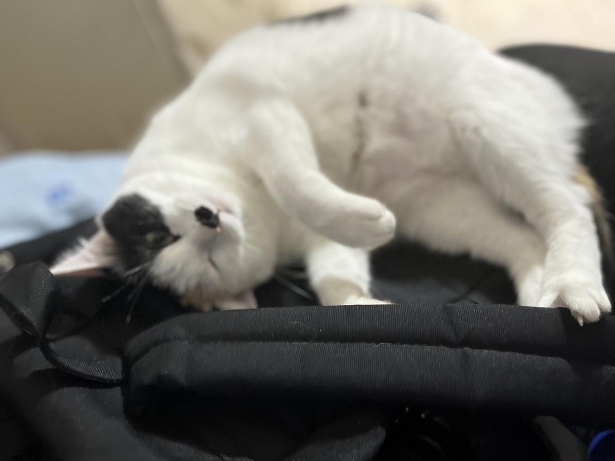 猫咪太胖吃什么猫粮减肥,猫咪减肥的最佳方法