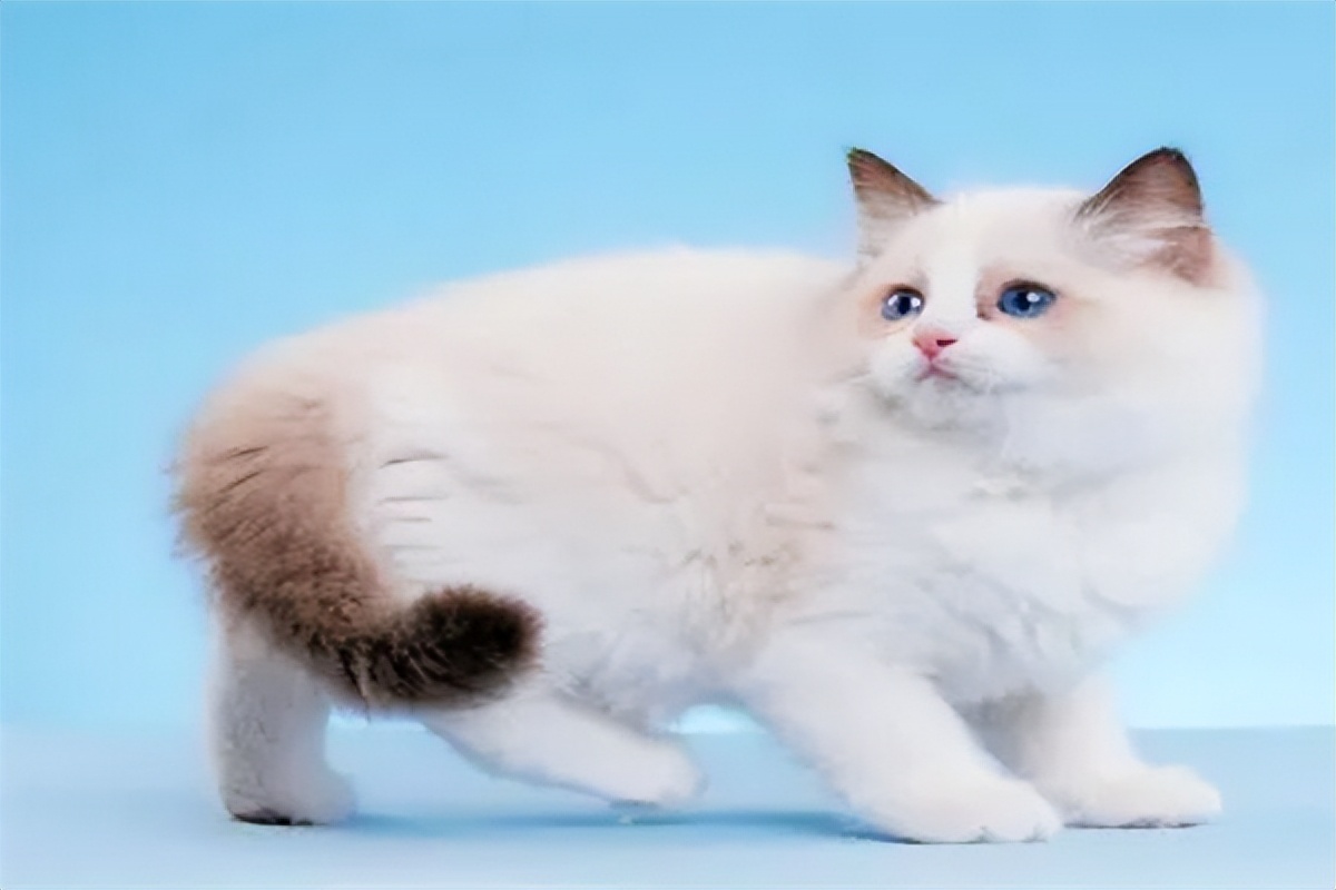 布偶猫多少钱一只4000左右,布偶猫售价多少钱一只