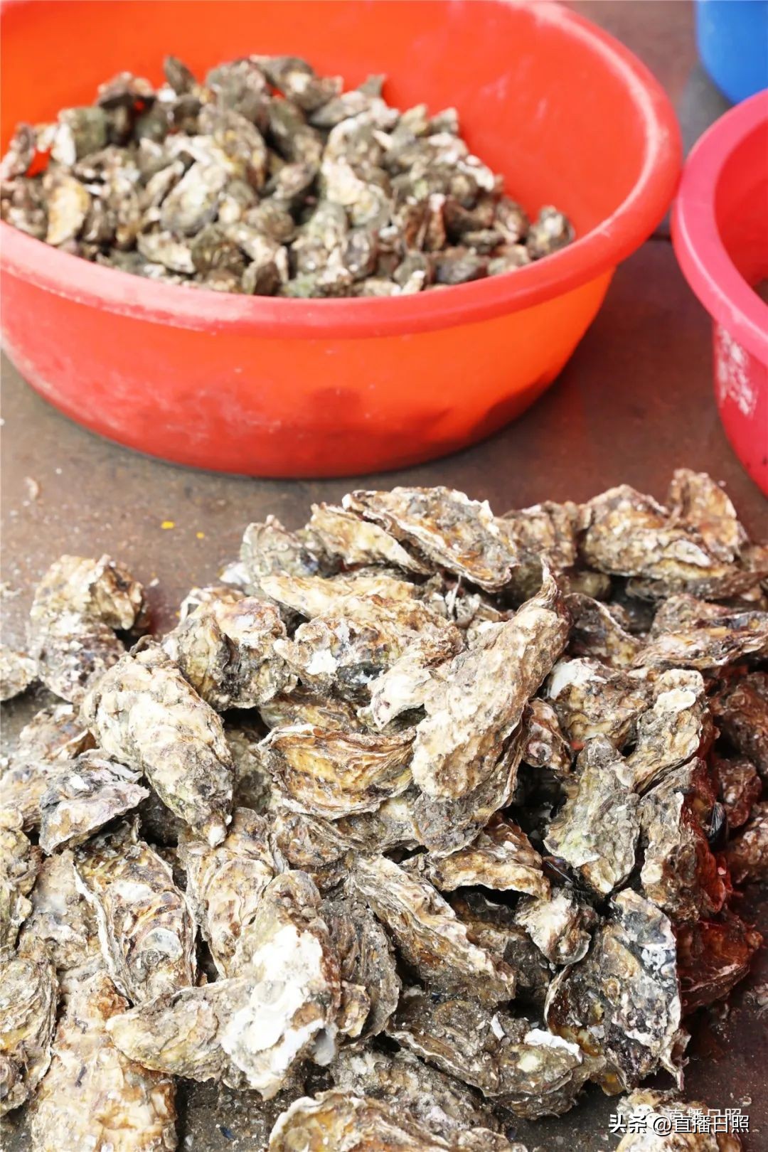 肉质紧实的海虾便宜,肉质嫩价格便宜的海鱼