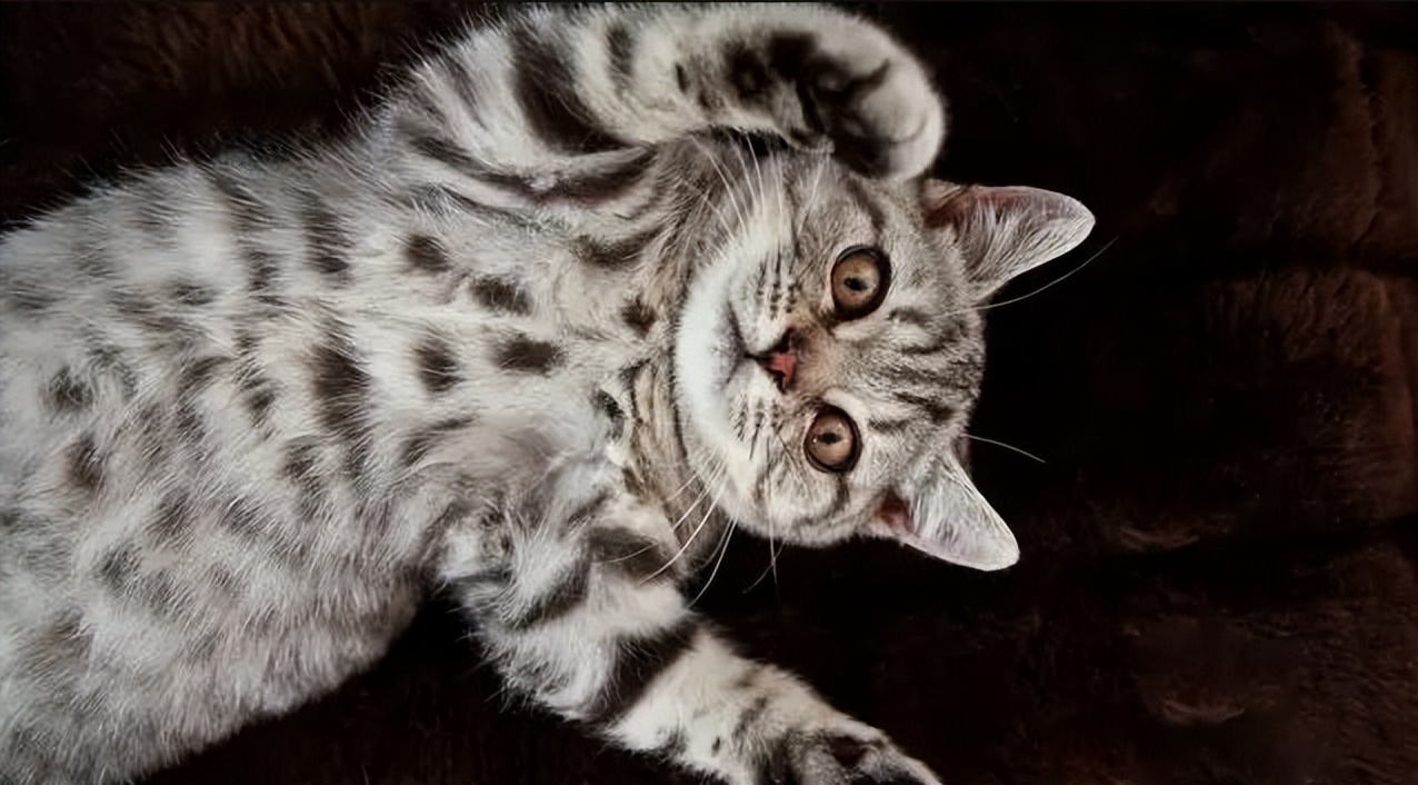 怀孕养猫怎么预防弓形虫,怀孕到底能不能养猫狗