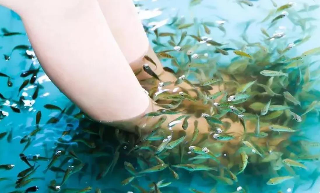 温泉鱼疗副作用,温泉鱼的可怕之处