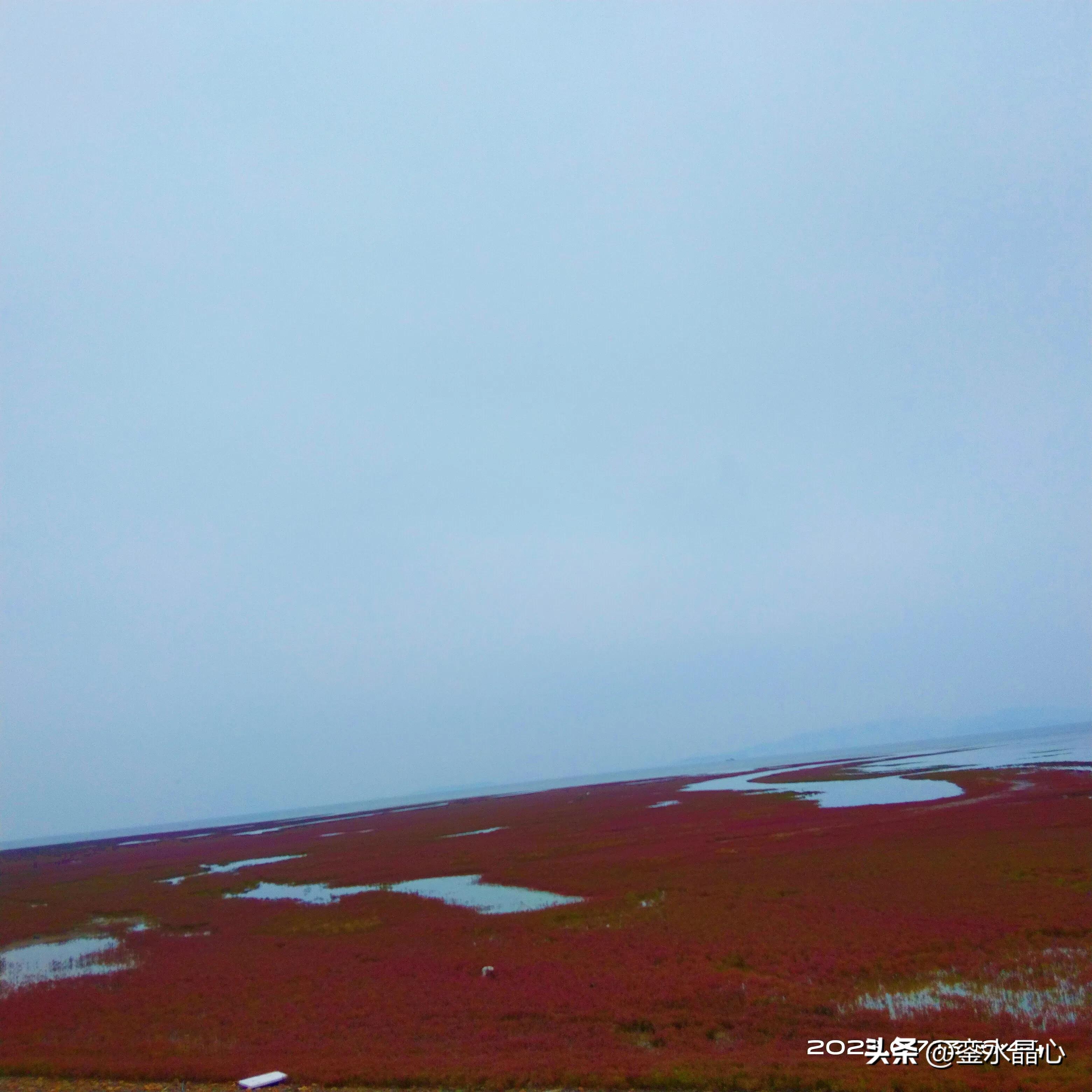 兴城红海滩值得去吗,兴城红海滩十月一日去红吗