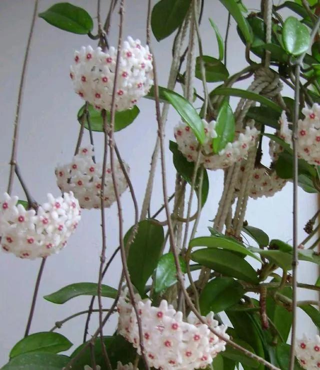 球兰花盛开瞬间,球兰花开完整版