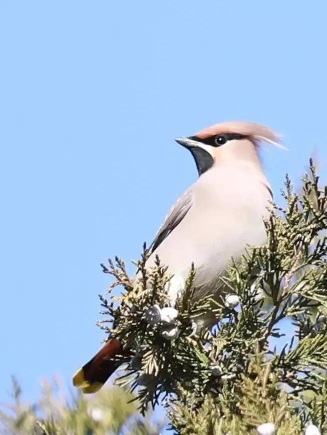 太平鸟图片素材,太平鸟图片大鸟