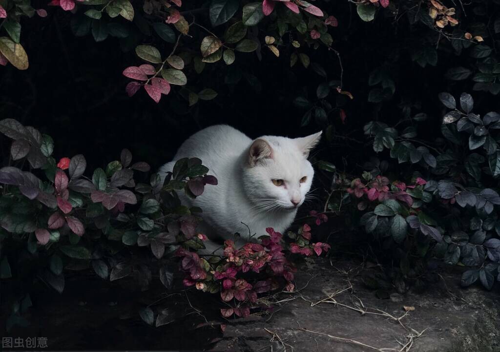 猫毛吸入肺部有什么危害,猫毛吸多了肺会怎样