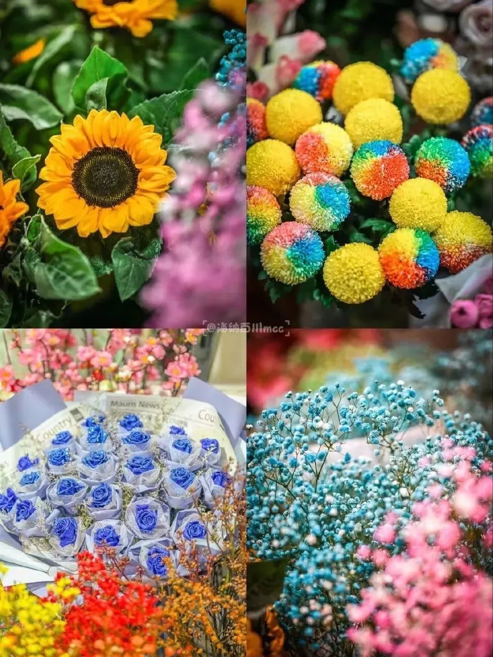 济南春天看花好去处,来济南买金子