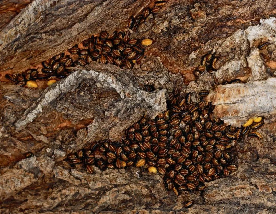 上海的白蚁成群结队，这可怎么办？