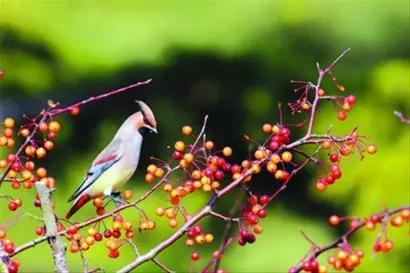 太平鸟图片大鸟,太平鸟图片大全高清壁纸
