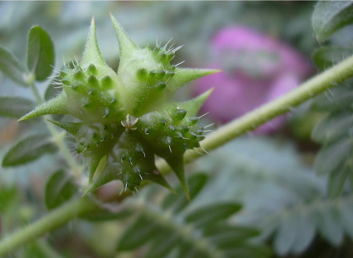 小说《莲塘浮生》（261）福州话“翘爹嚗奶”啥意思？