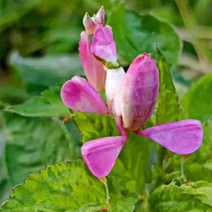 螳螂吃掉自己丈夫的头,螳螂为什么吃掉配偶螳螂吃蛇