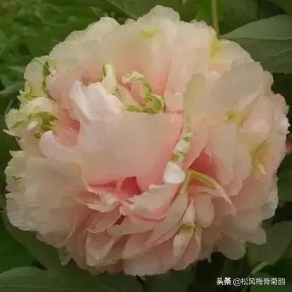 花儿朵朵开，香艳惹人爱，闻香觅花来，弄花香满衣