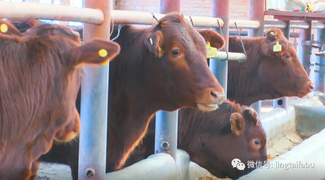 灵台主要产业,灵台县产业发展政策