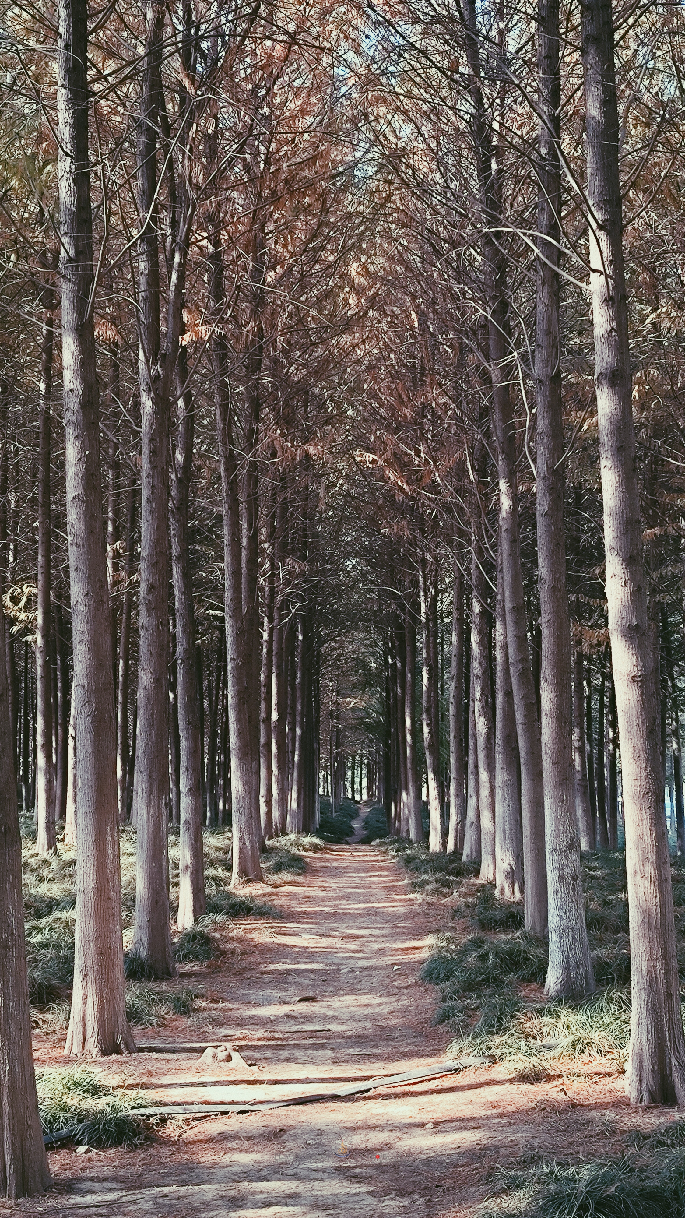 武汉内环大沙湖旅游,武汉沙湖公园最新视频