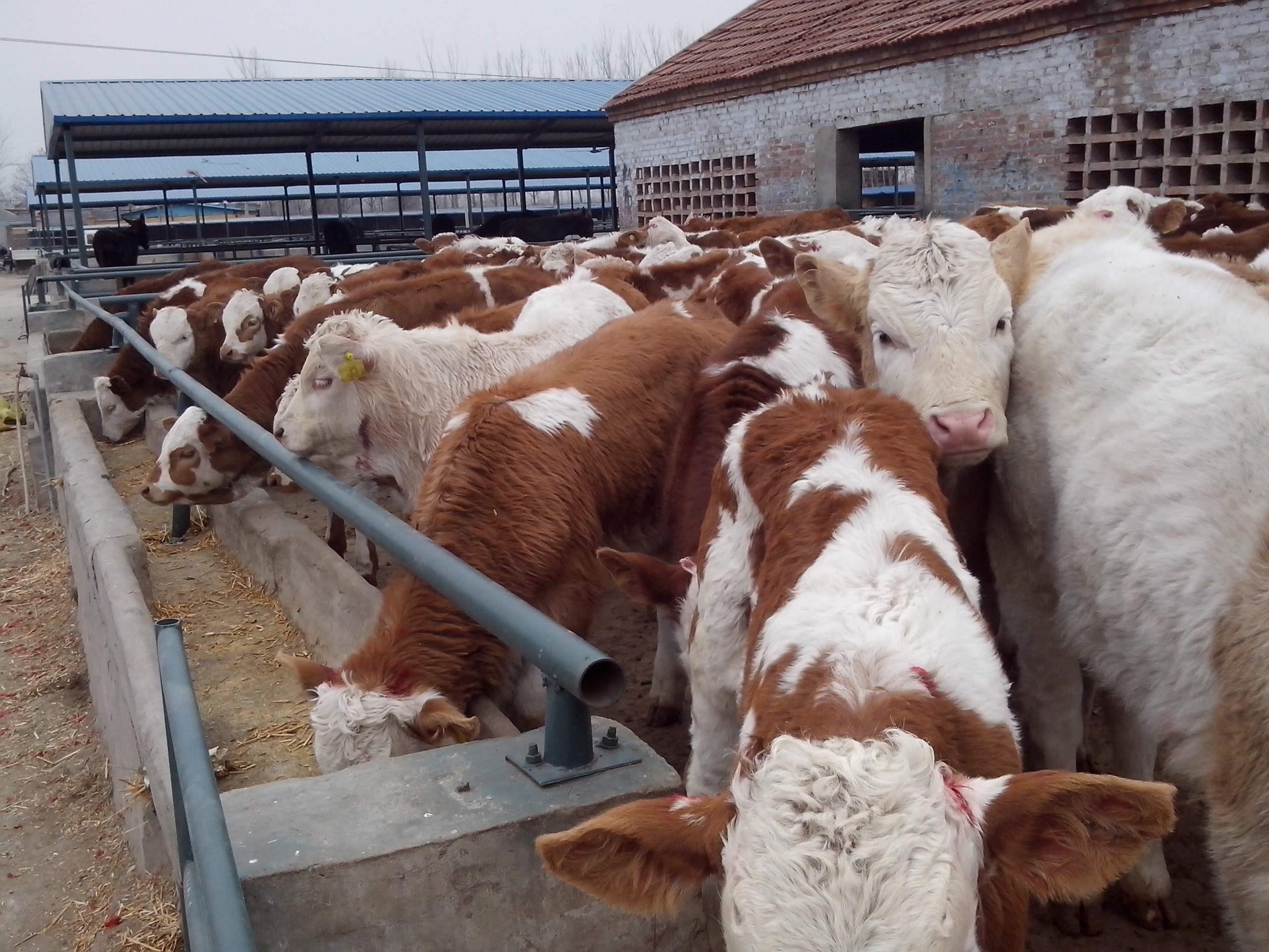 育肥牛健胃的药哪种最好,养牛健胃妙招视频讲解