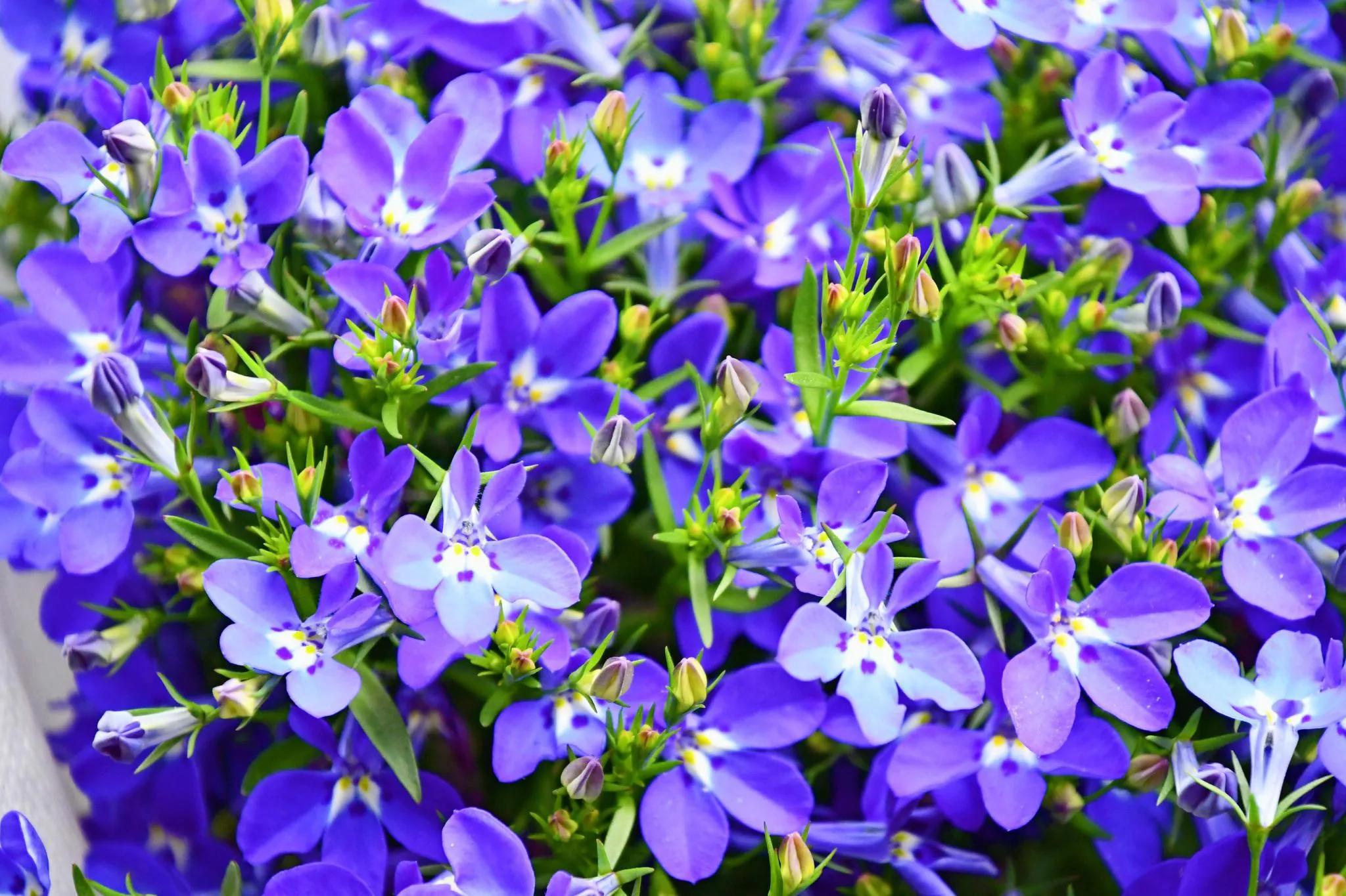 100种迷人的“数字花”,从零到一百万,真是太神奇了