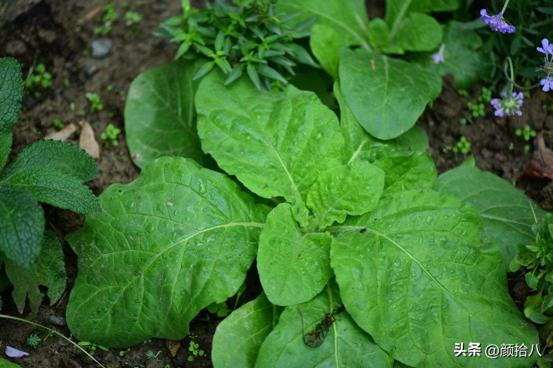 冬天开花的室外花卉盆栽,温室盆栽观花花卉植物