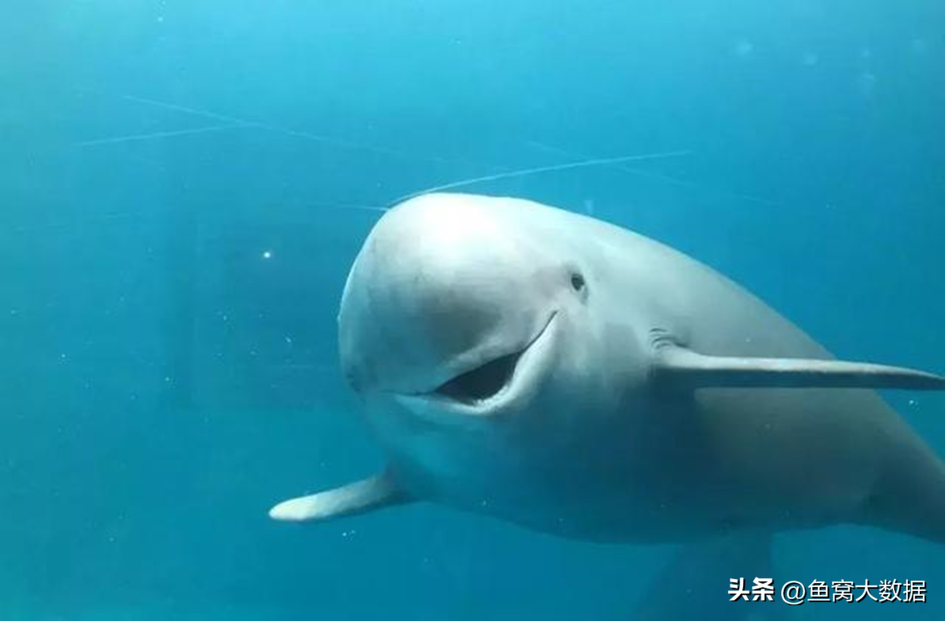 长江江豚吃什么呢,长江江豚以前可以吃吗