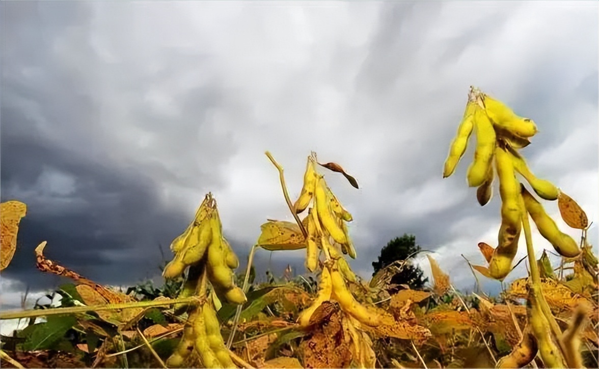 缇庡浗鍥涘ぇ绮晢鐨勭伯椋熸垬,涓編绮鎴樹腑鍌ㄧ伯vs鍥涘ぇ绮晢