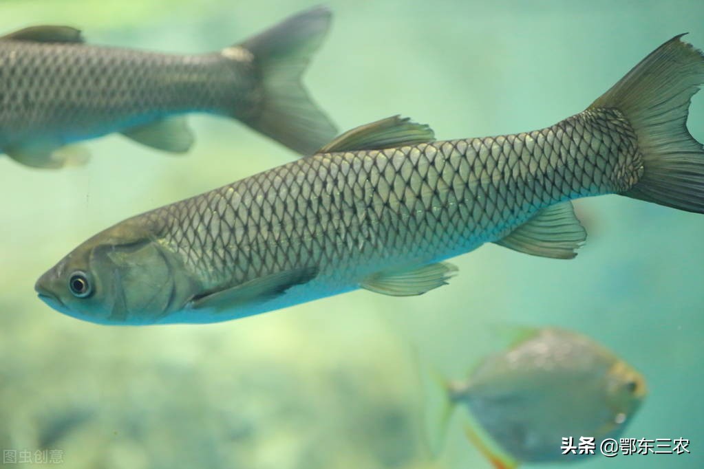 鱼塘里的鱼为什么钓不上来不开口,鱼塘的草鱼怎么钓不到