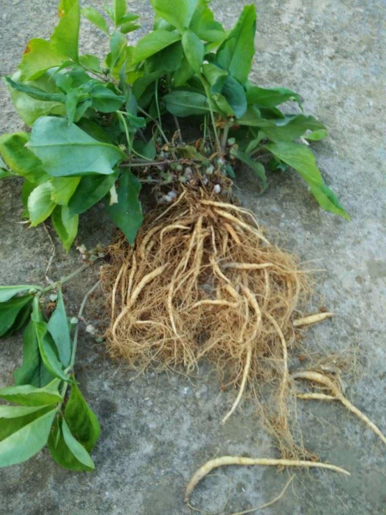 太子参医用植物的有效成分研究与药理学评估