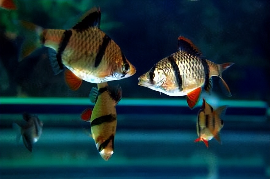 鱼缸水泵缺水怎么回事,鱼缸水泵缺水原因在哪