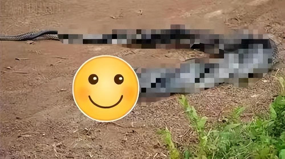 男子扫墓遇见大蛇熊猫头,男子扫墓时遇见鳄鱼蛇王